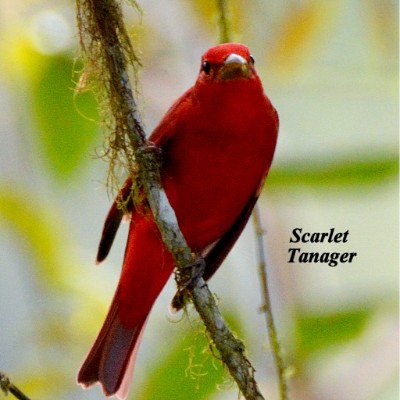 Scarlet Tanager